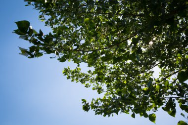 Ağaçlar ve gökyüzü - stok görüntü