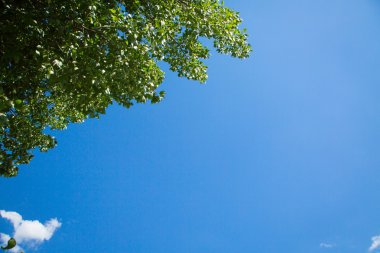 Ağaçlar ve gökyüzü - stok görüntü