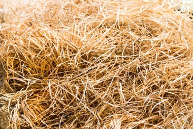 İzole kuru sarı saman