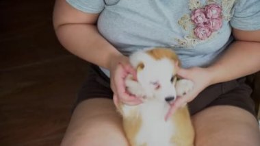 Genç obez kadın evde küçük Corgi yavrusuyla oynuyor.