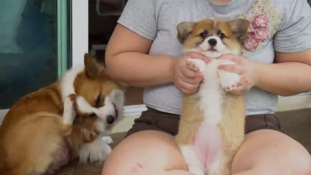 年轻的肥胖女人在家里和一只小科吉犬和母狗玩耍 — 图库视频影像