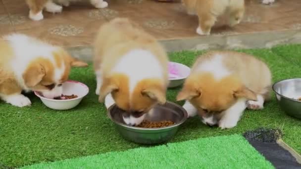 コーギー子犬は裏庭で乾燥した固形犬の食べ物を食べます — ストック動画