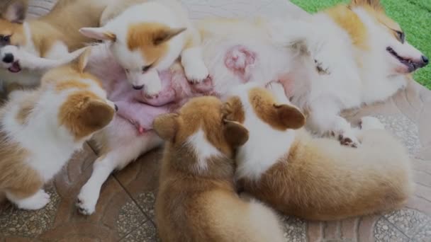 Corgi Puppy Zuigende Melk Van Moeder Hond — Stockvideo
