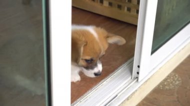 Evde şirin bir mantar yavrusunun gerçek zamanlı portresi