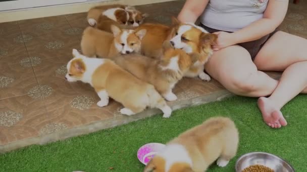 Obese Woman Playing Group Corgi Puppy Mother Dog — Stock Video