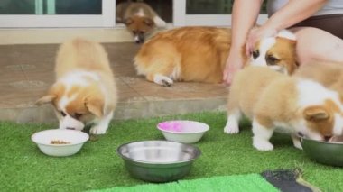 Genç bir kadın, bir grup Corgi yavrusuna kuru köpek maması yediriyor.