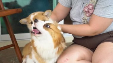 Şişman kadın evde Corgi köpek ve anne köpekle oynuyor.