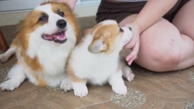 Genç şişman kadın evde Corgi köpek ve anne köpekle oynuyor.