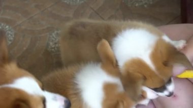 Genç bir kadın, bir grup Corgi yavrusuna köpek maması yediriyor.