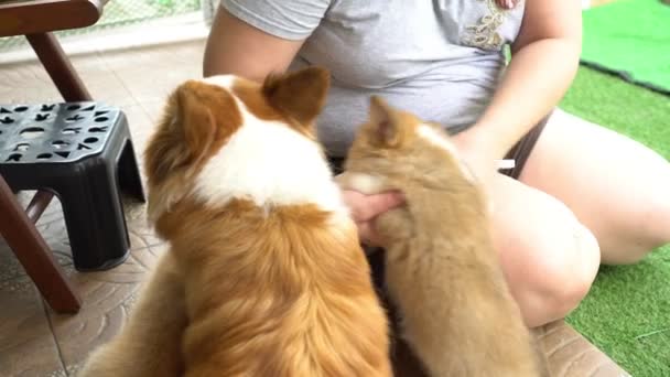 Jeune Femme Obèse Jouant Avec Chiot Corgi Chien Mère Maison — Video