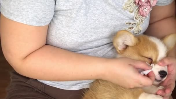 Obese Woman Use Tissue Paper Clean Eye Corgi Puppy — Stock Video