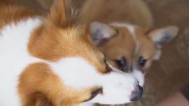 Corgi anne ve köpek yavrusu evde yemek yiyor ve insanlarla oynuyor.