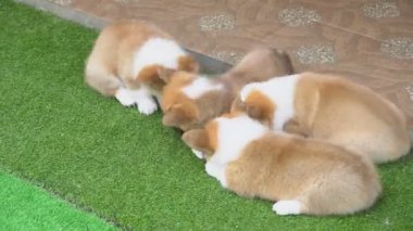 Bir grup Corgi köpeği arka bahçede birlikte oynuyorlar.