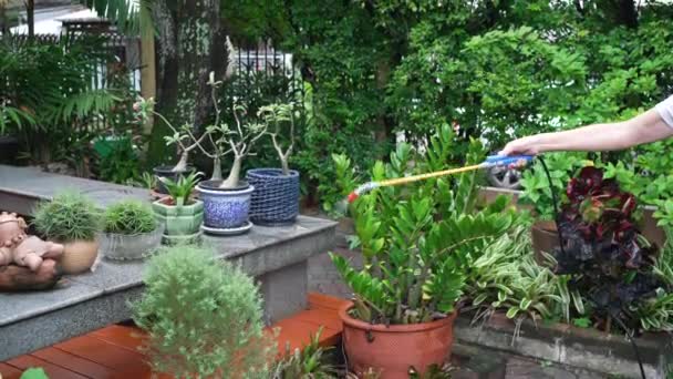 Woman Sprays Ferment All Plants Garden — Stock Video