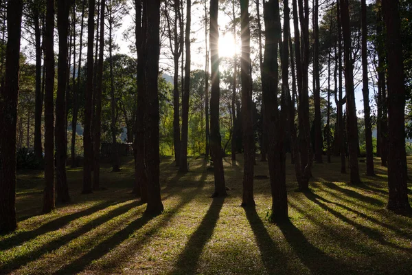 Bosque Pino Con Sombra Árbol Tierra Rayos Sol — Foto de Stock