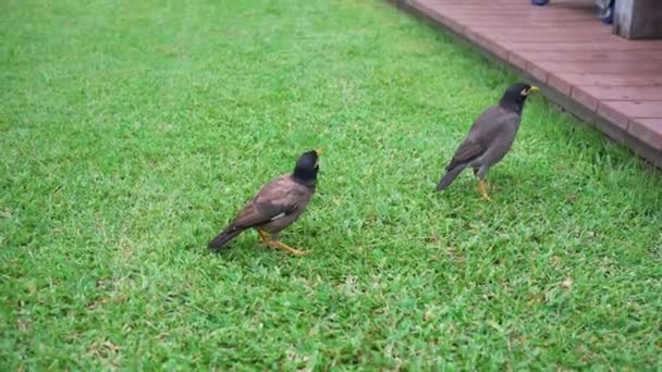 Zwei Kleine Vögel Auf Dem Hof — Stockvideo