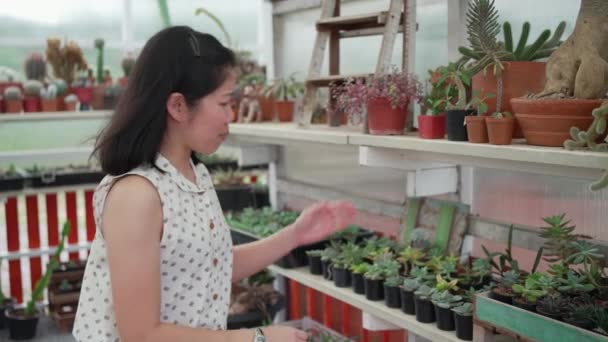 Mujer Asiática Vendiendo Plantas Cactus Suculentas Una Pequeña Tienda — Vídeos de Stock