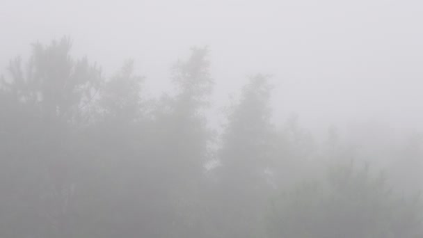 Pan View Forest Mist — Vídeo de stock