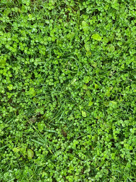 绿草叶上有雨滴的背景 — 图库照片