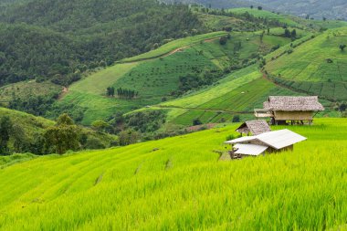 Yağmur mevsiminde Ban Pa Pong Piang, Chiangmai, Tayland 'da küçük kulübe ve Yeşil Pirinç Terası manzarası