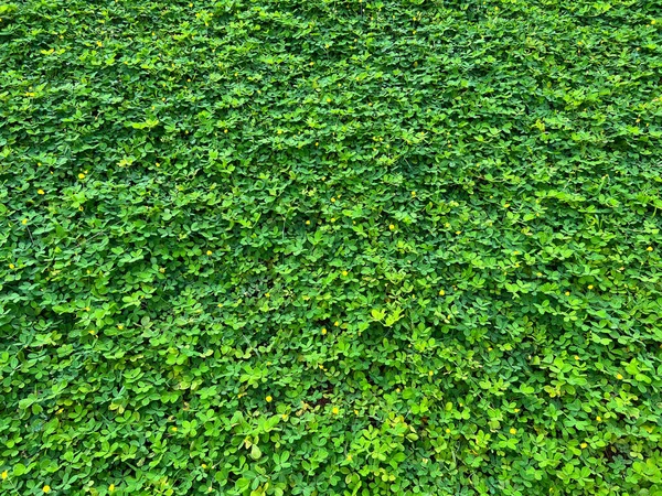 绿草叶上有雨滴的背景 — 图库照片