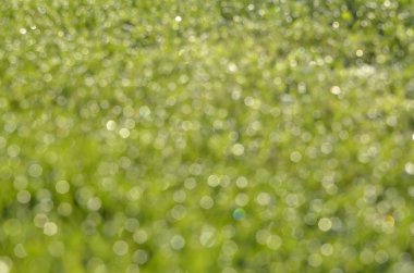 doğa yeşil bokeh arka plan