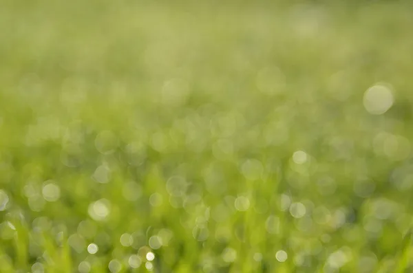 doğa yeşil bokeh arka plan