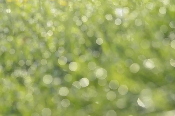 doğa yeşil bokeh arka plan