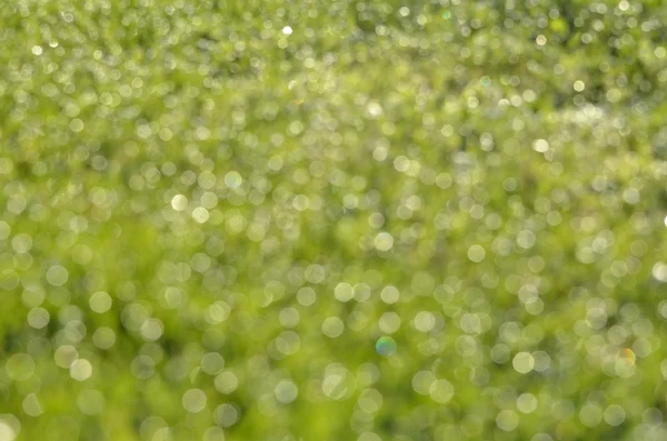 doğa yeşil bokeh arka plan