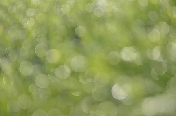 doğa yeşil bokeh arka plan