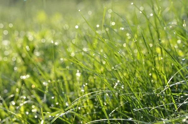 Yeşil çim ve bokeh arka plan