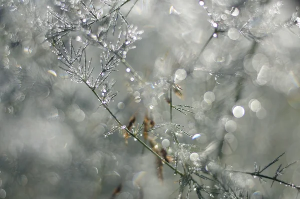 Kuşkonmaz otu ve bokeh