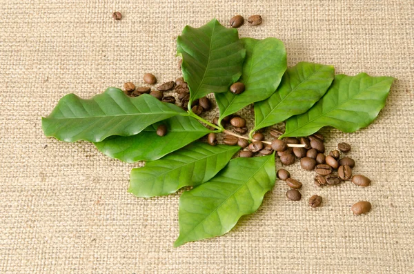 kahve ağacı yaprakları ve kahve çekirdekleri