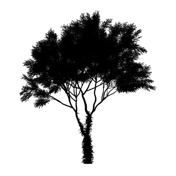 Vector silueta de árbol negro aislado sobre fondo blanco — Vector de stock