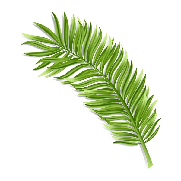 Tropiskt palmblad isolerad på vit bakgrund. Realistisk grön sommarväxt. Vektorillustration — Stock vektor