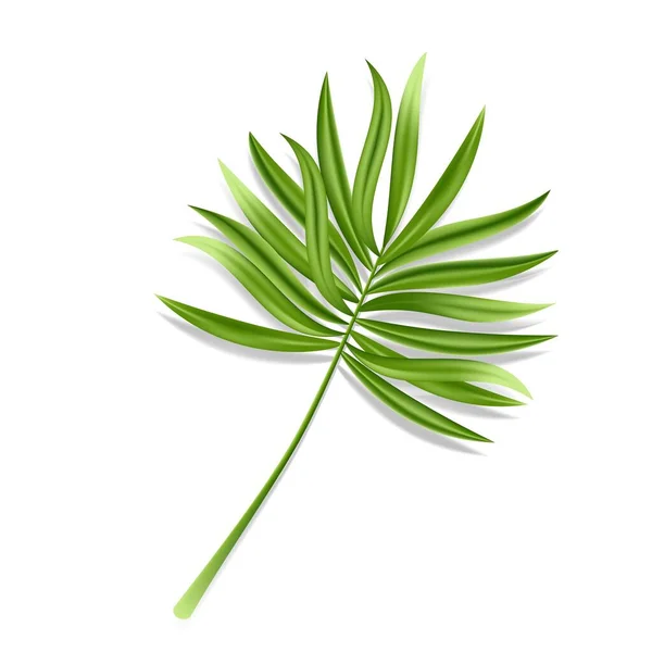 Tropiskt palmblad isolerad på vit bakgrund. Realistisk grön sommarväxt. Vektorillustration — Stock vektor