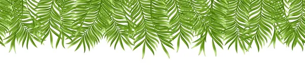 Nahtlose tropische Palmblätter isoliert auf weißem Hintergrund. Realistisch grüne Sommerpflanze. Vektorillustration — Stockvektor