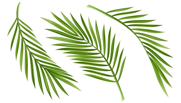 Tropiskt palmblad isolerad på vit bakgrund. Realistiska gröna sommar växt träd inställd. Tropiska botaniska gren illustrationer Vektor illustration — Stock vektor