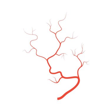 İnsan kırmızı damarları, anatomi kan damarı çizimleri. Vector medikal göz damarı sistem haritası. Düz biçimli damarlar beyaz arkaplanda izole edilmiş