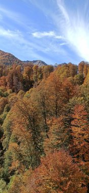 Autumn mixed forest on the mountainside on a sunny day