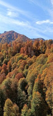 Autumn mixed forest on the mountainside on a sunny day