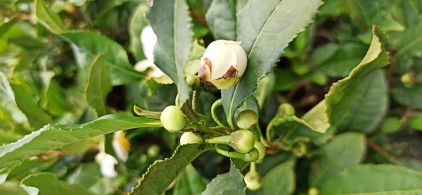 Çay Ağacının Çiçeği Yakın Plan — Stok fotoğraf