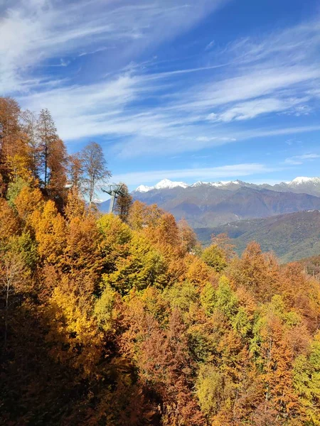 Autumn mixed forest on the mountainside on a sunny day