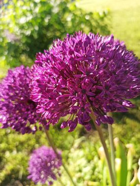 Blooming decorative onion Allium in the garden on a sunny day close-up