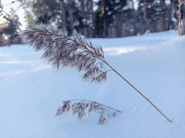 winter landscape in the forest. dry grass under snow on a frosty sunny day