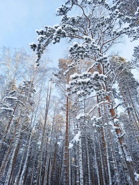 Tall pine trees covered with snow on a frosty winter day