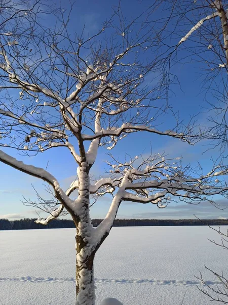 晴れた冬の日に雪に覆われた黒い木の枝 — ストック写真