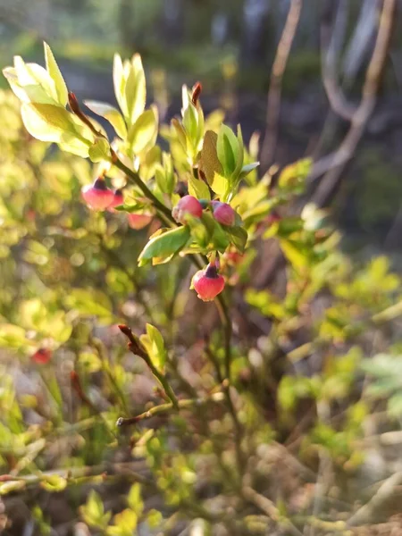 young blueberry bushes with flowers in the rays of the spring sun close-up