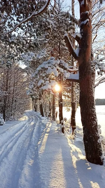 Sunlight and skiing among the trees covered with snow