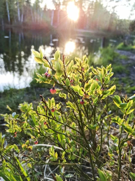 young blueberry bushes with flowers in the rays of the spring sun close-up